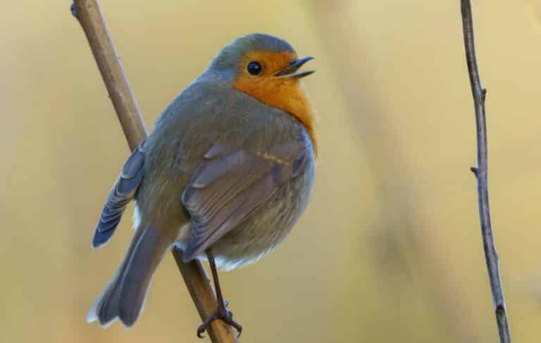 How to Pin a Tweet on Twitter: Everything You Need to Know