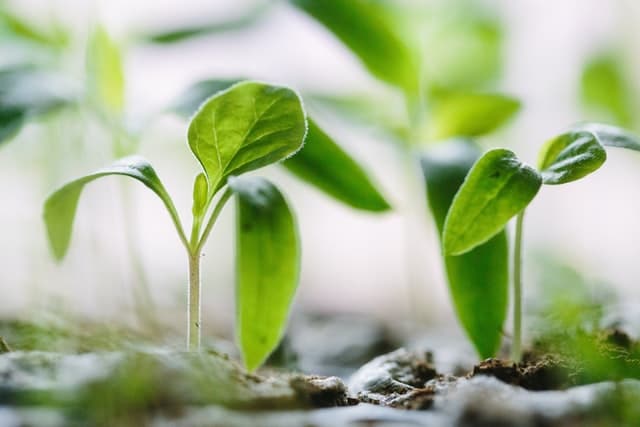How to grow your brand with loyalty marketing