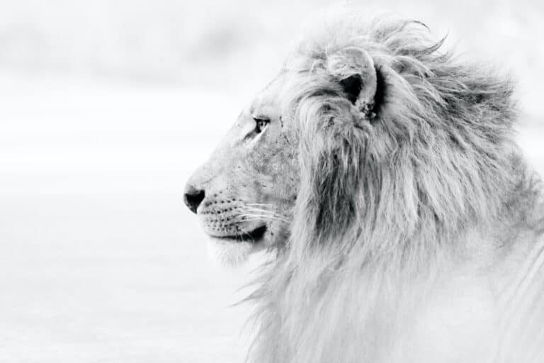 What is a LinkedIn LION?