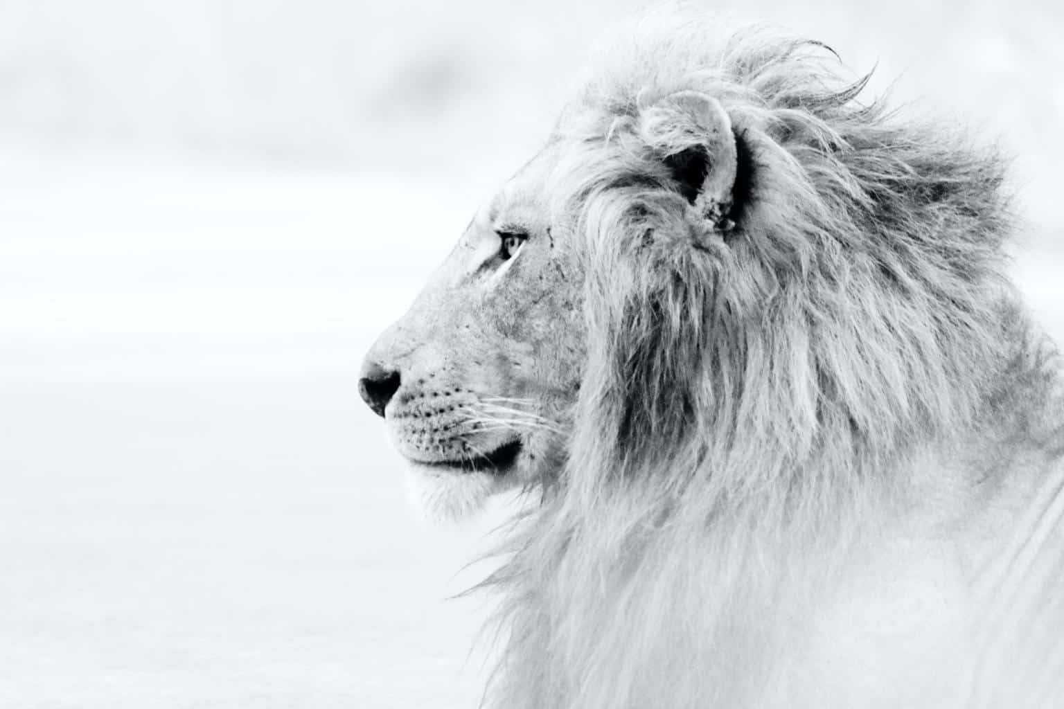 What is a LinkedIn LION?