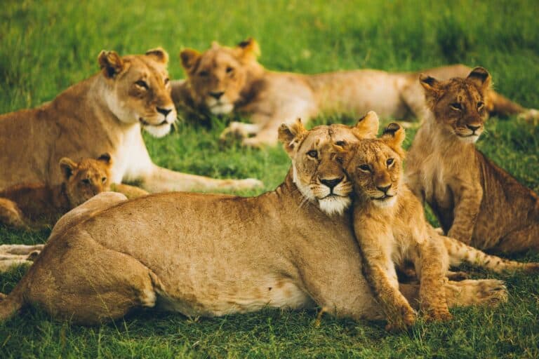 linkedin lion email list