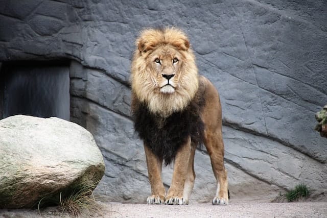 Being a LinkedIn LION Today