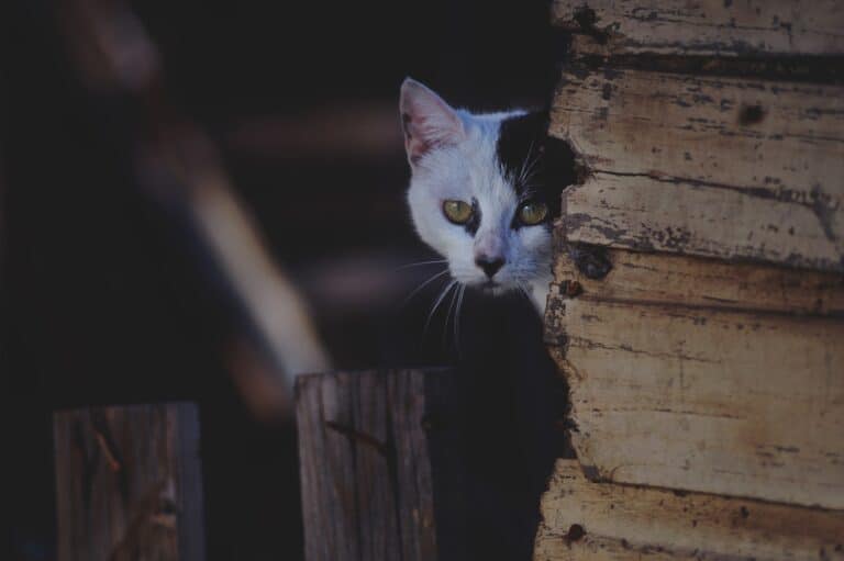 Tools and Tips to Analyze your Competitors Blogs
